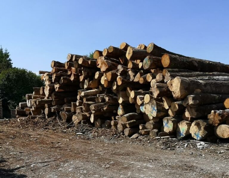 GRUME DE BOIS 11